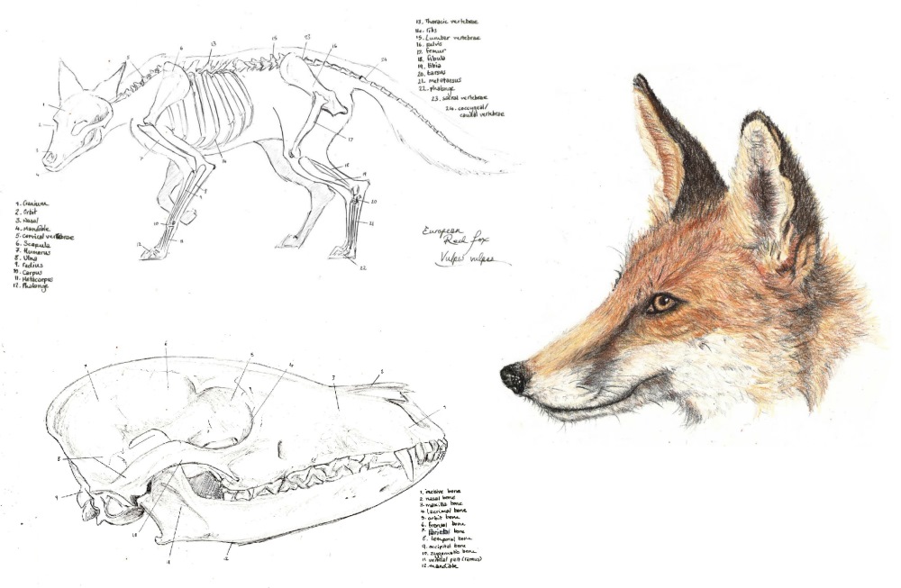 1000x653 red fox wins nancy rothwell award for specimen drawing - Award Drawing