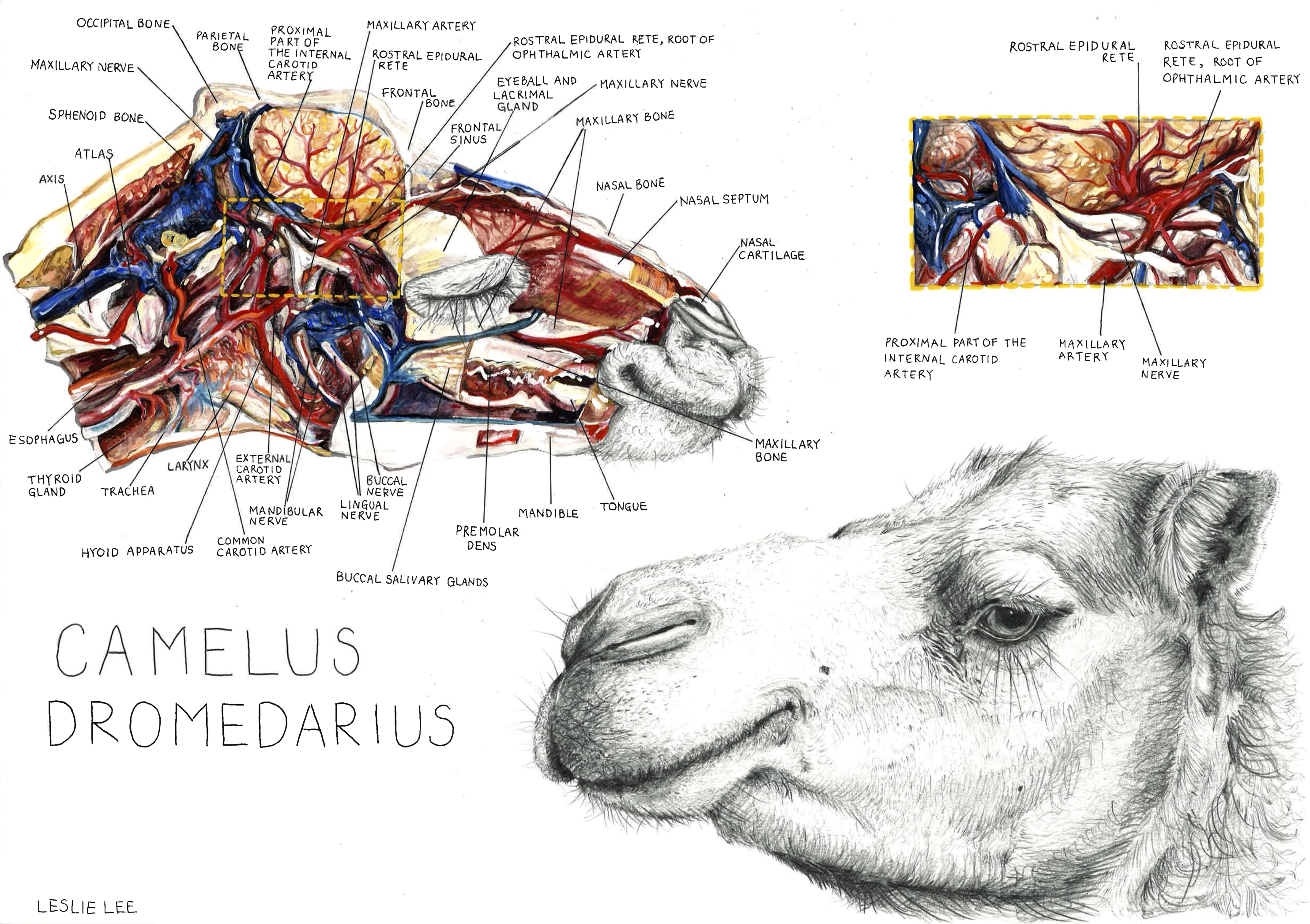 2968x2093 anatomical drawing of dromedary camel amongst winners - Award Drawing