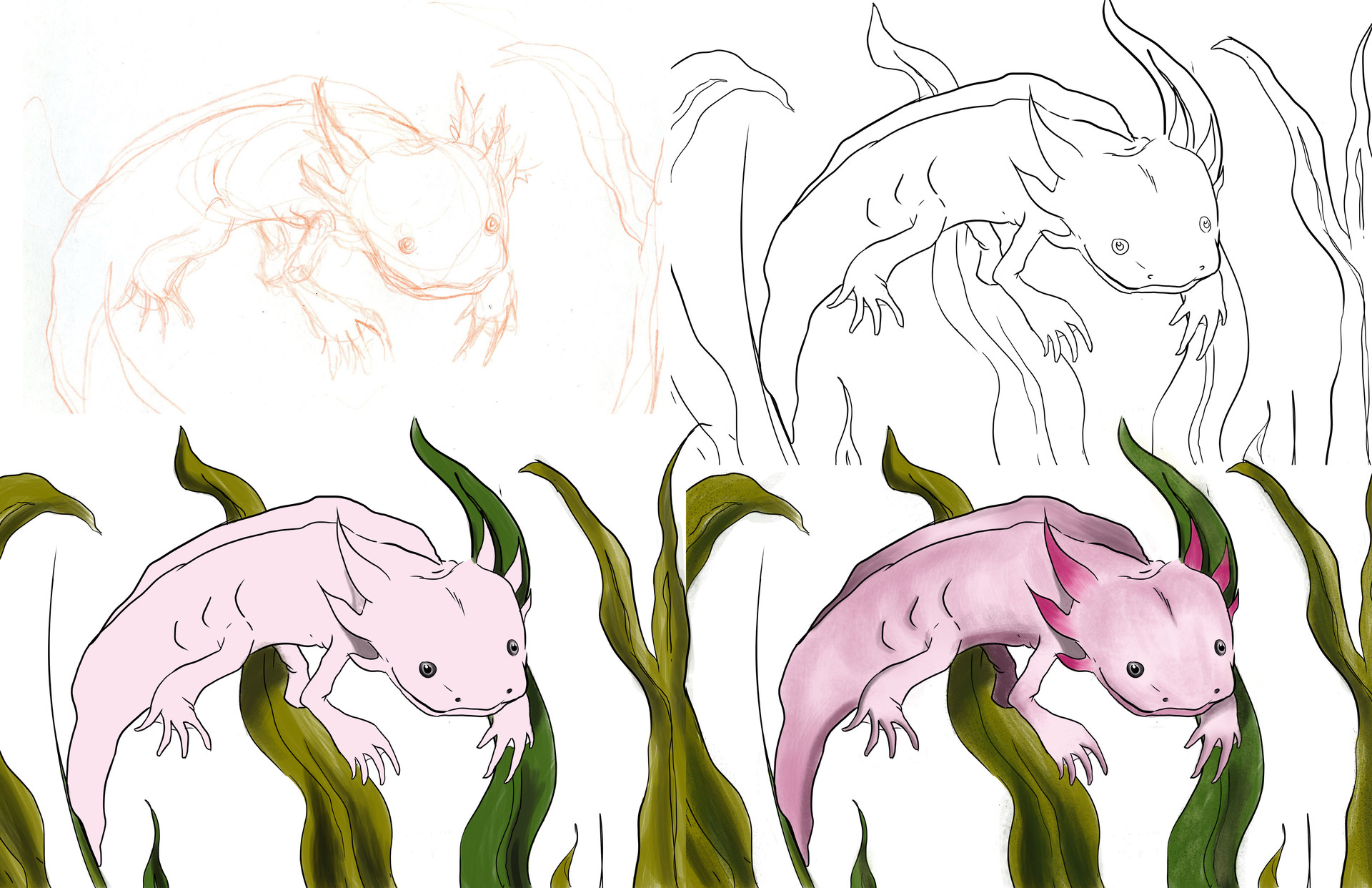 Axolotl Drawing at PaintingValley.com | Explore collection of Axolotl ...