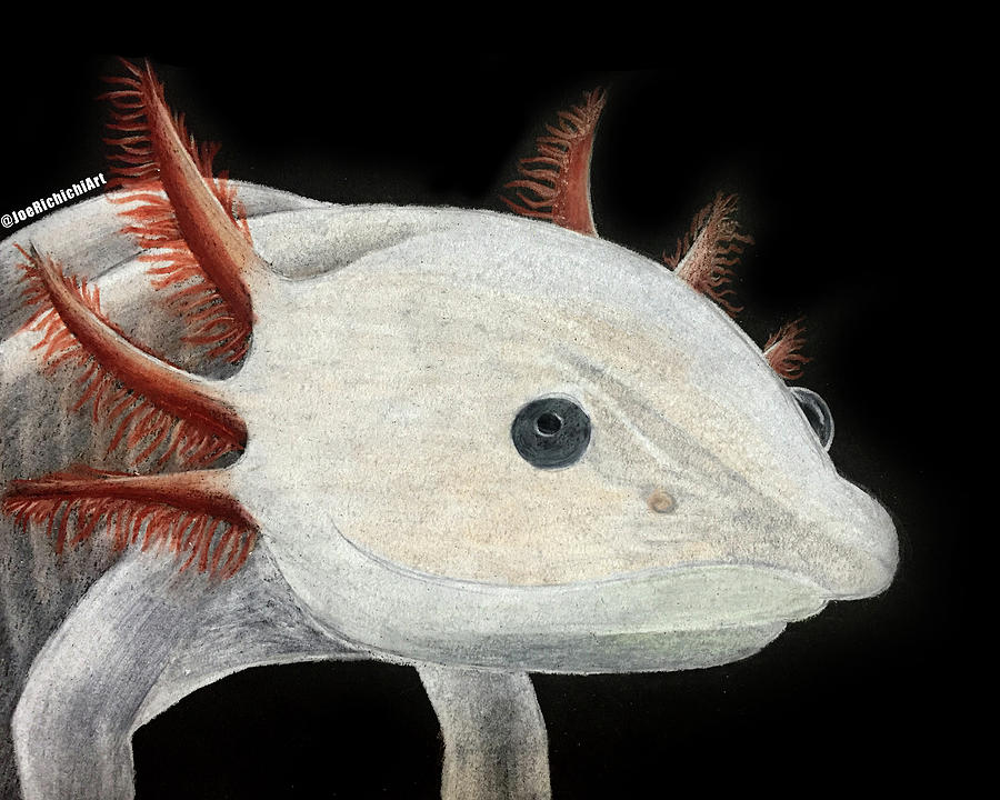 900x720 Axolotl Drawing - Axolotl Drawing