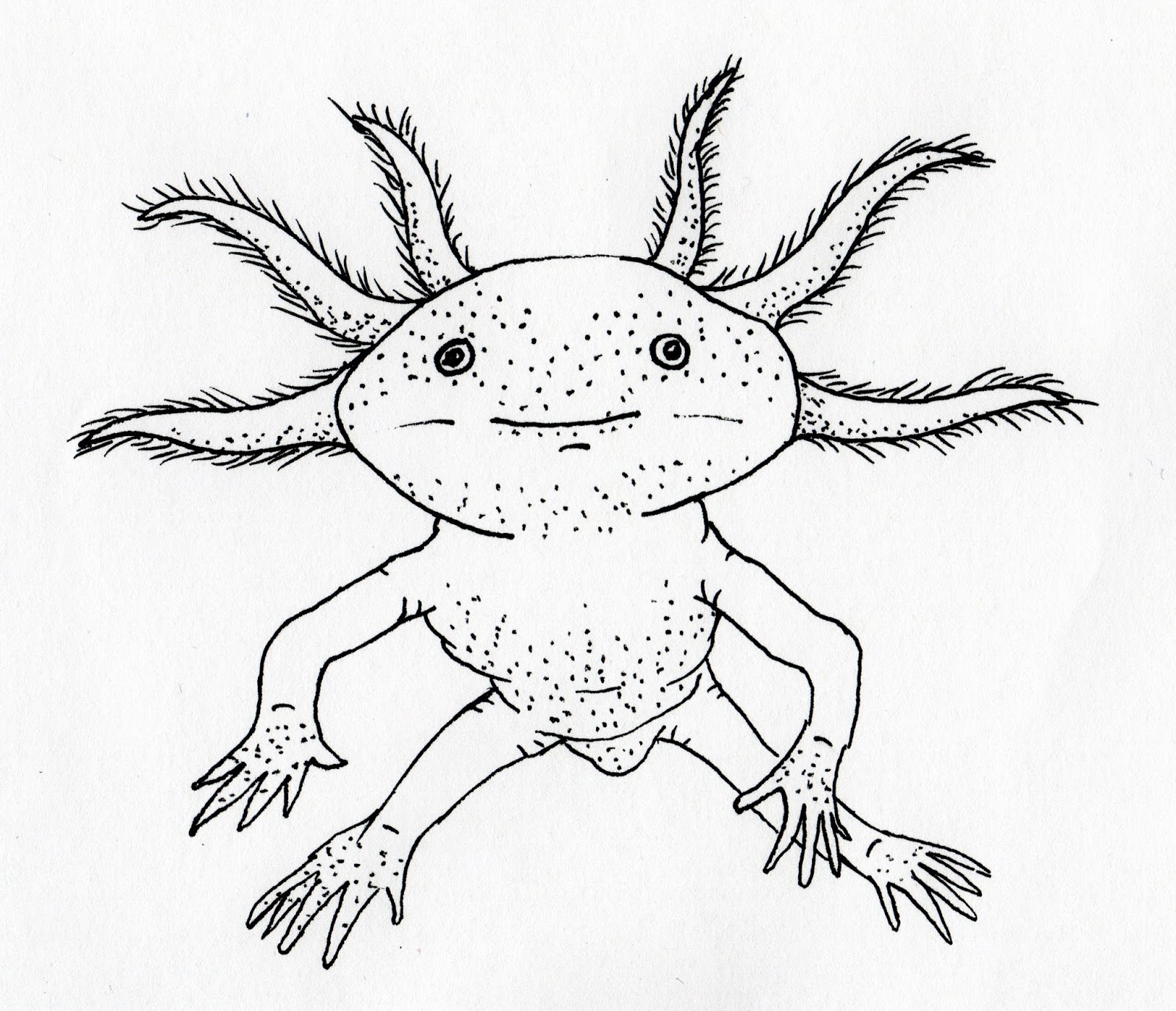 Axolotl Coloring Page Axolotl Line Drawing B Ajolote Dibujo Porn Sex ...