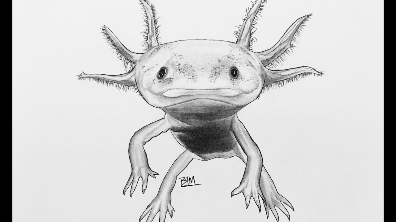 Axolotl Drawing at Explore collection of Axolotl