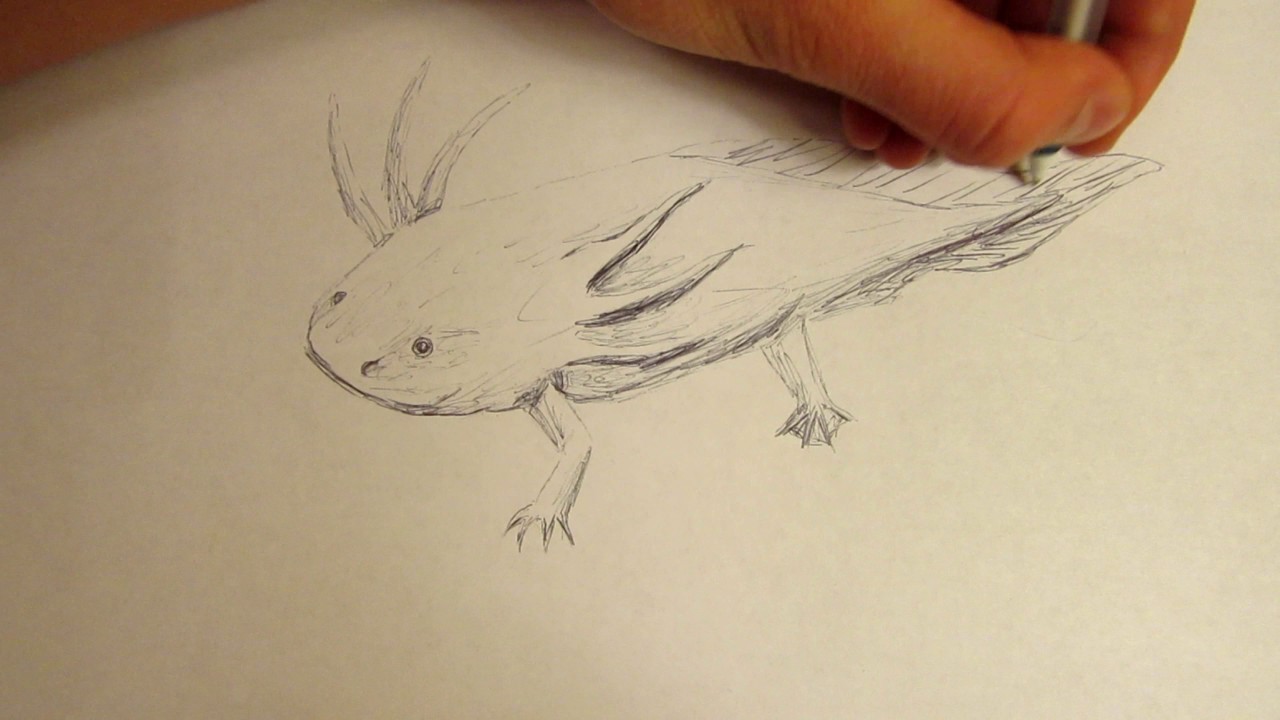 1280x720 How To Draw An Axolotl With A Pen - Axolotl Drawing