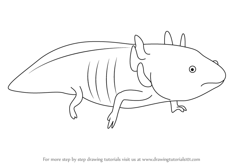 800x566 Learn How To Draw A Axolotl - Axolotl Drawing