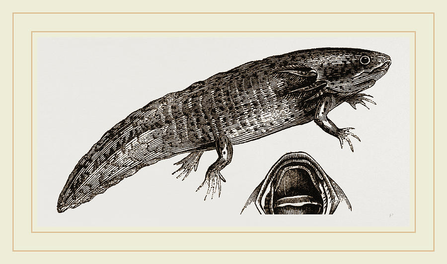 900x532 Siredon Or Axolotl Drawing - Axolotl Drawing