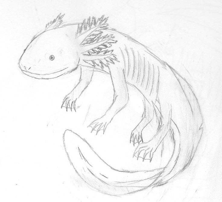 Axolotl Coloring Page Axolotl Line Drawing B Axolotl Weird Animals Vbs ...