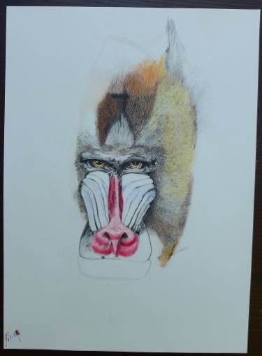 375x510 Baboon Drawing - Baboon Drawing