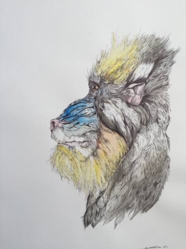 375x500 Baboon Drawing - Baboon Drawing