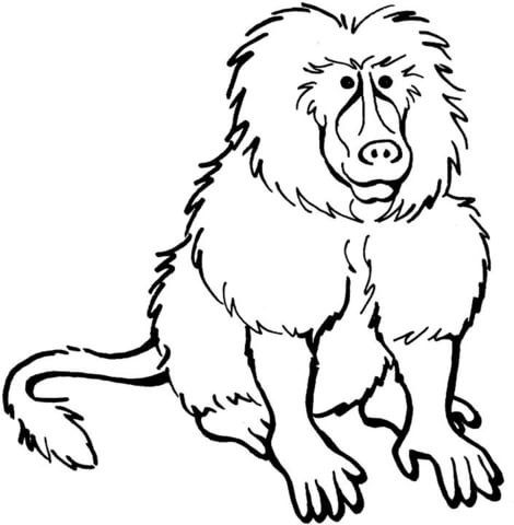 470x480 Baboon Drawings Of Baboons - Baboon Drawing
