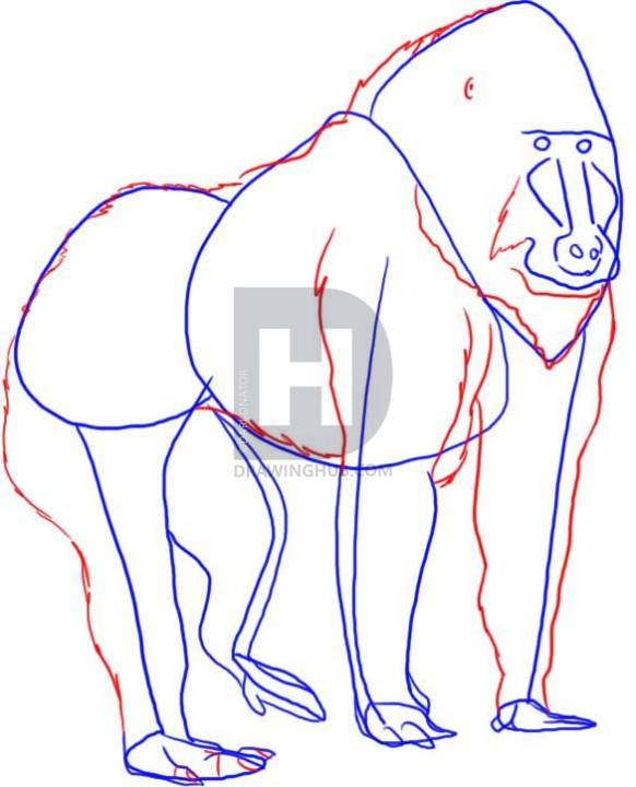 582x720 How To Draw A Baboon, Step - Baboon Drawing