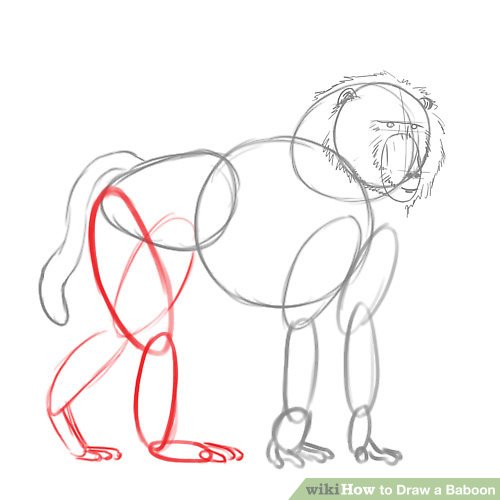 500x500 How To Draw A Baboon Steps - Baboon Drawing