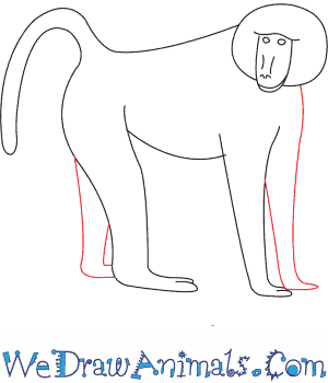 300x350 How To Draw A Baboon - Baboon Drawing
