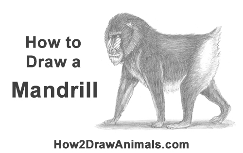 500x315 How To Draw A Mandrill - Baboon Drawing