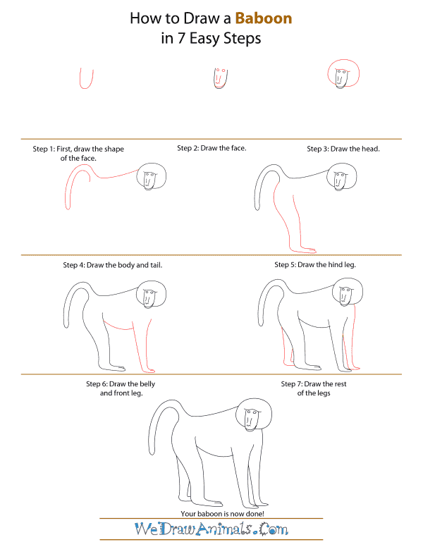600x776 how to draw a baboon for african savannah week how to draw - Baboon Drawing