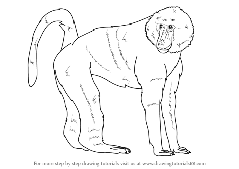 800x566 Learn How To Draw A Baboon - Baboon Drawing