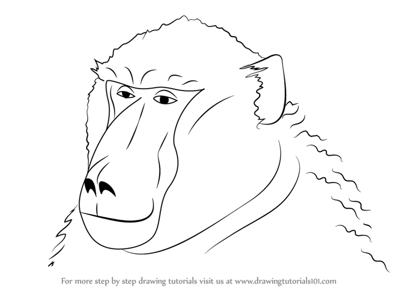 800x566 Learn How To Draw A Baboon Face - Baboon Drawing