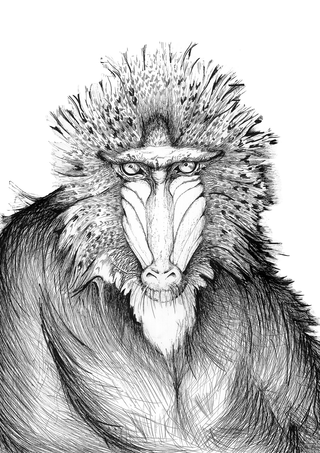 Baboon Drawing at Explore collection of Baboon Drawing