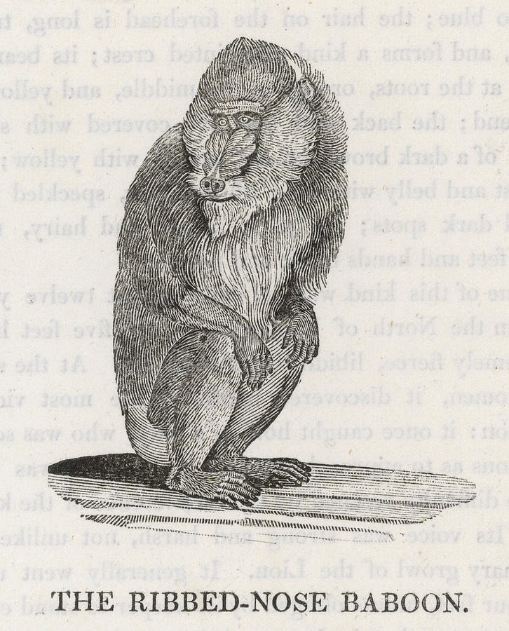 726x900 The Ribbed Nose Baboon - Baboon Drawing