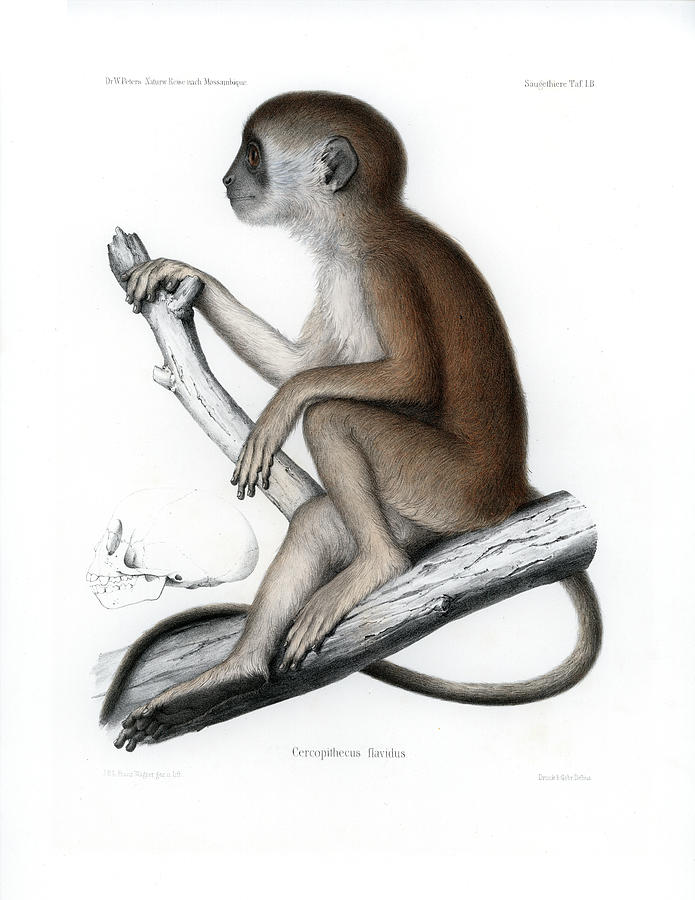 695x900 Yellow Baboon, Papio Cynocephalus Drawing - Baboon Drawing