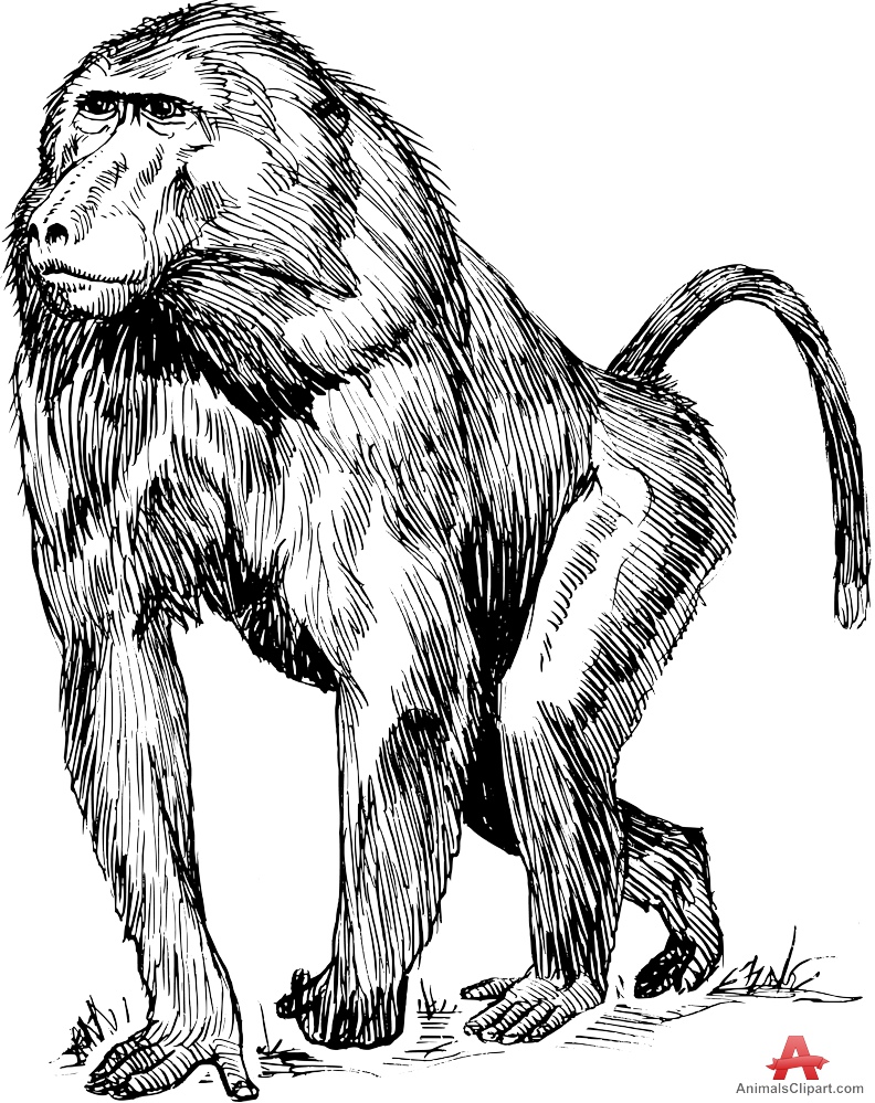 792x999 Baboon Draw - Baboon Drawing