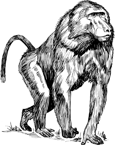 474x597 Baboon Drawing - Baboon Drawing