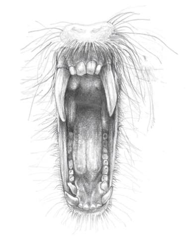 375x486 Baboon - Baboon Drawing