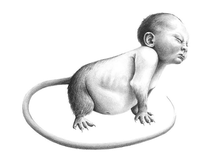 716x509 Bizarre Graphite Drawings Of Baby Animals - Baby Animal Drawings