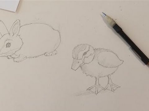 480x360 How To Do Drawings Of Baby Animals - Baby Animal Drawings