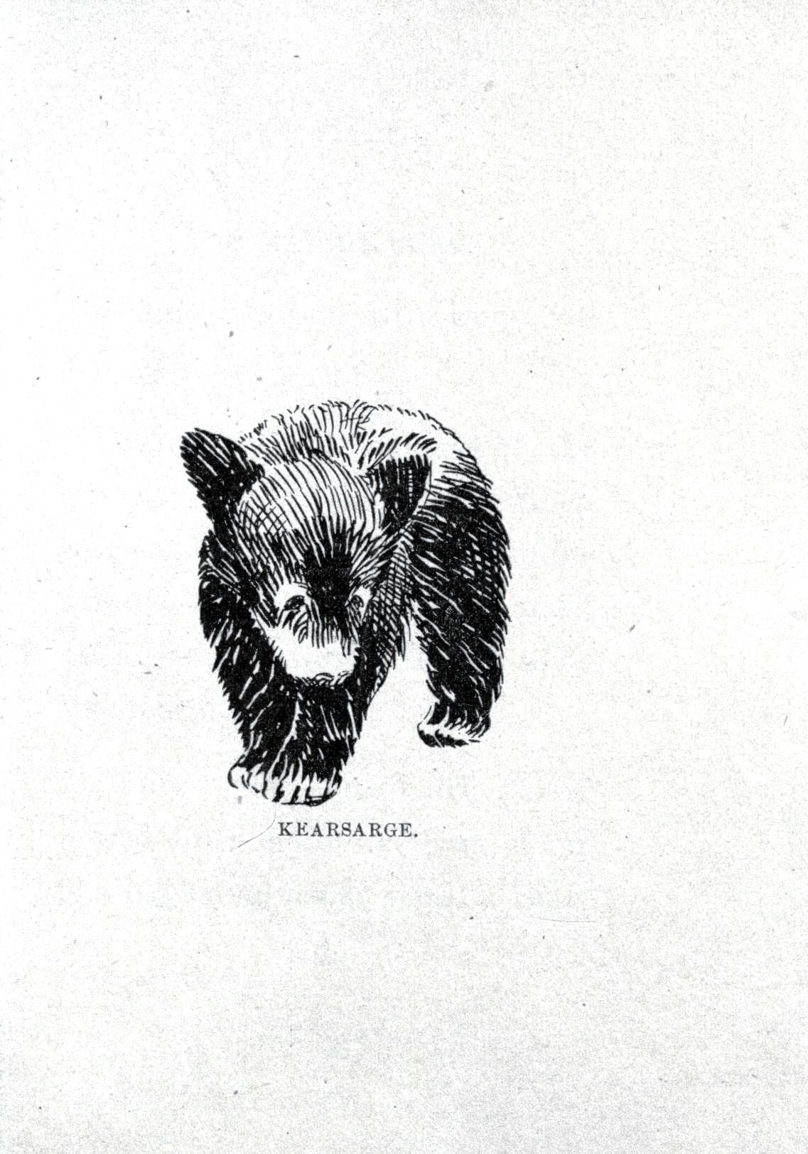 1137x1625 Animal - Baby Bear Drawing