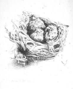 247x300 Bird - Baby Bird Drawing