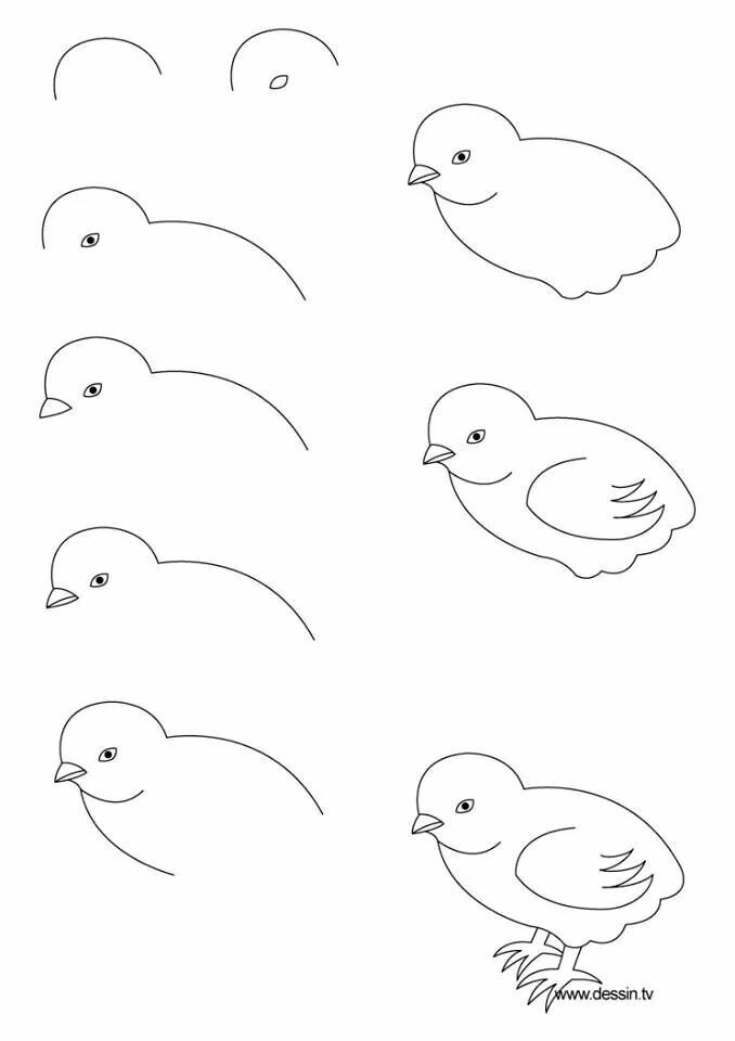 678x960 how to draw a baby chicken for your hand painted rocks hand - Baby Bird Drawing