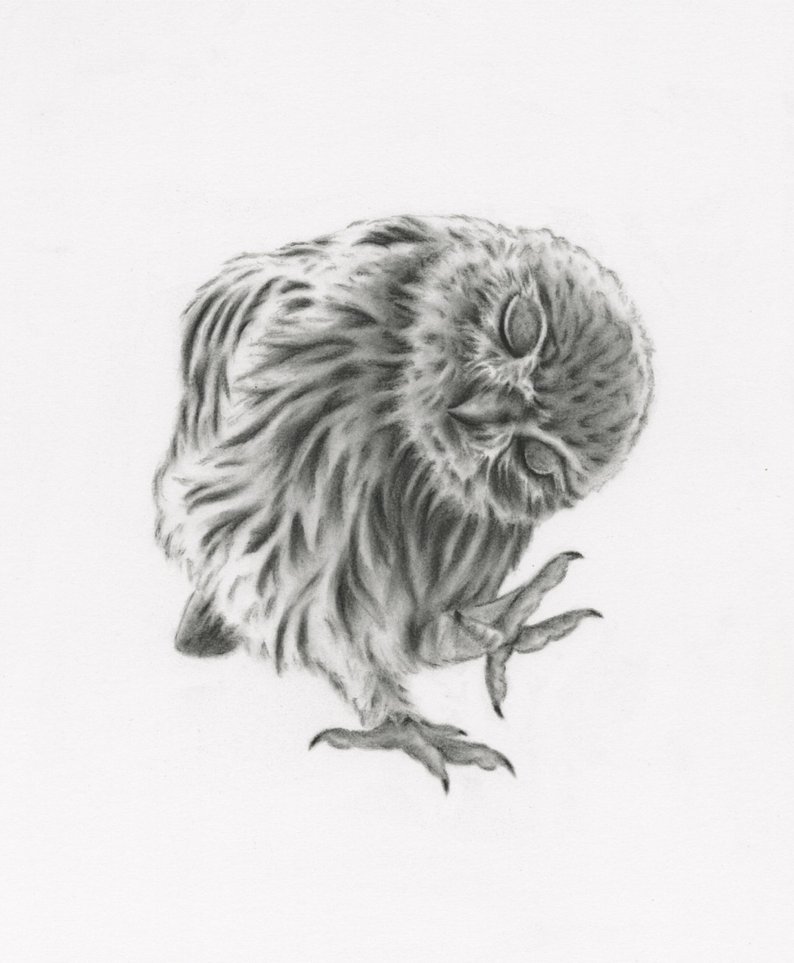 794x963 Owl Art Giclee Print Of My Charcoal Drawing Etsy - Baby Bird Drawing