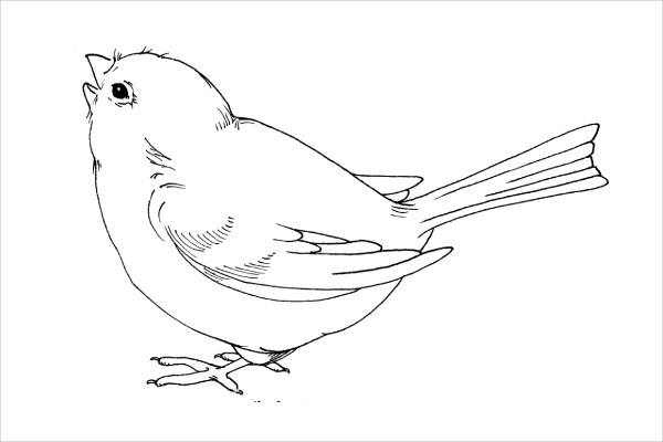 600x400 Printable Bird Templates - Baby Bird Drawing