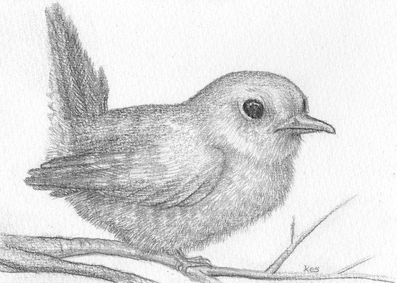 570x406 Baby Bird Drawings - Baby Bird Drawing
