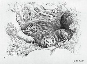 300x222 Baby Bird Drawings Fine Art America - Baby Bird Drawing