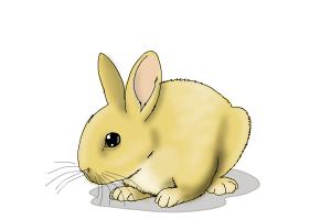 300x200 How To Draw A Baby Bunny - Baby Bunny Drawing
