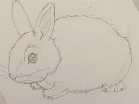 480x360 How To Draw A Baby Bunny - Baby Bunny Drawing