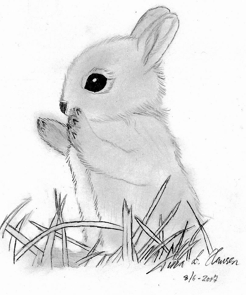 808x968 Baby Bunny - Baby Bunny Drawing