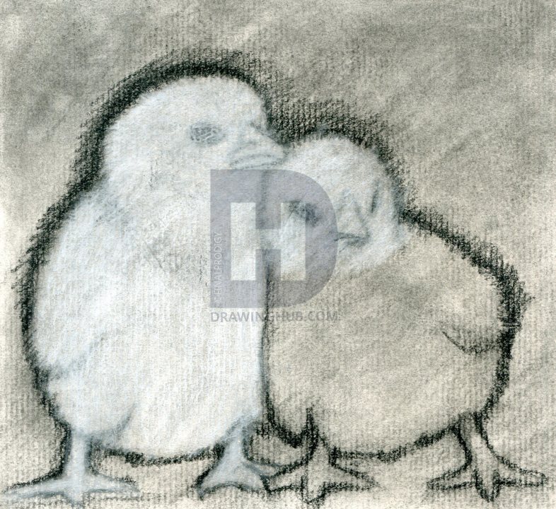 786x720 How To Draw Baby Chickens, Realistic Chicks, Step - Baby Chick Drawing