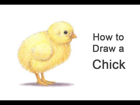 480x360 how to draw a baby chick - Baby Chick Drawing