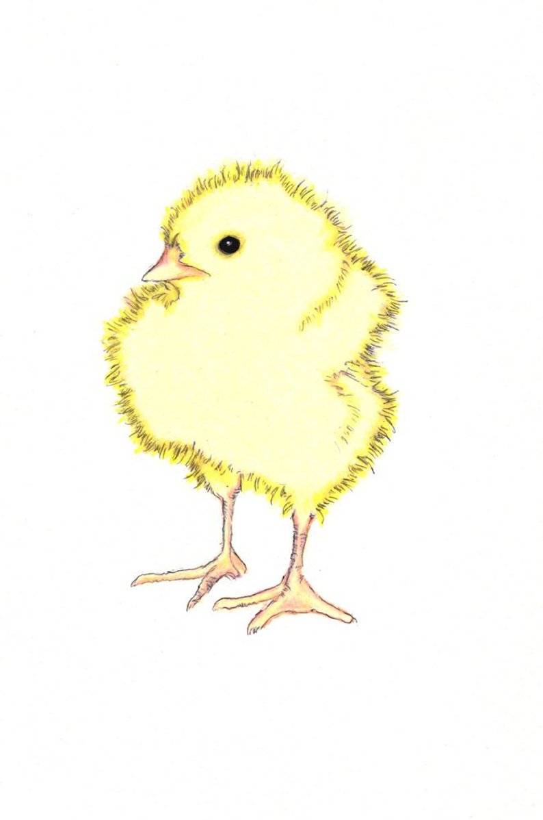 794x1198 baby chick print digital print of an original drawing etsy - Baby Chick Drawing
