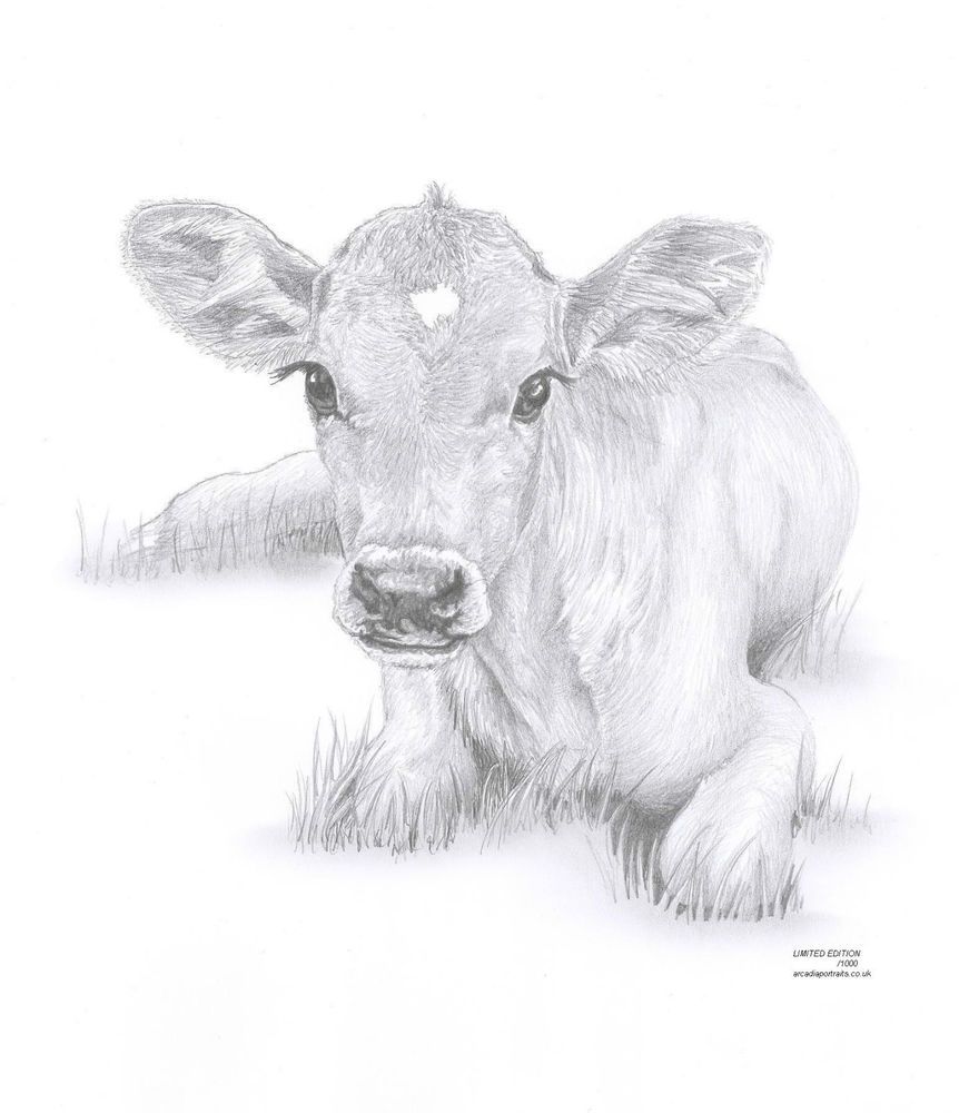 862x1000 cow calf baby art pencil drawing invitation watercolor - Baby Cow Drawing