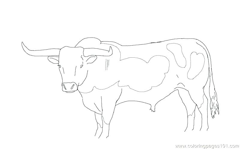 800x496 draw coloring pages spiderman it too cows click the baby cow dairy - Baby Cow Drawing