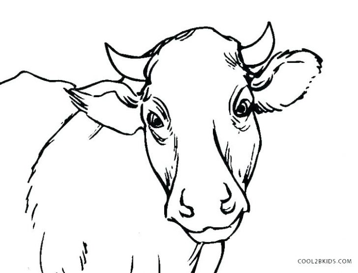 728x556 Fun To Draw Coloring Pages Spiderman So Cute Mini Baby Cow Free - Baby Cow Drawing