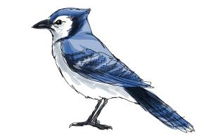 300x200 How To Draw A Baby Cow - Baby Cow Drawing