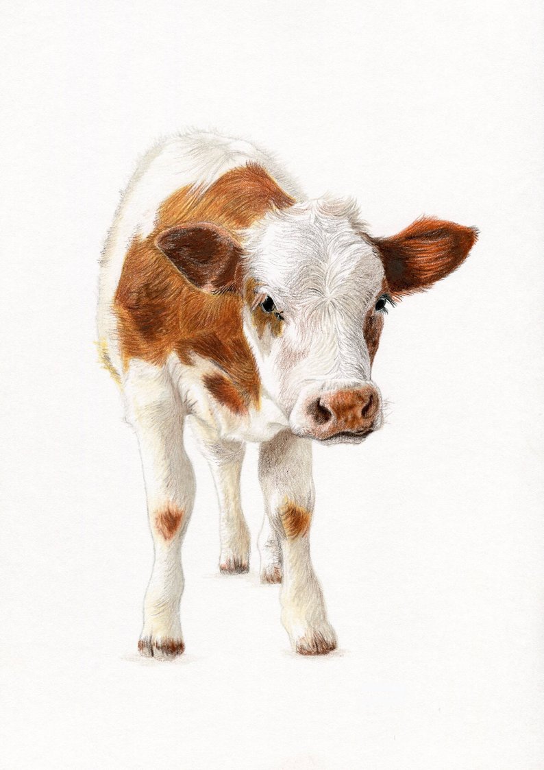 794x1123 calf baby farm animal nursery cow colour art drawing print etsy - Baby Cow Drawing