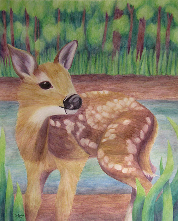 600x747 fawn baby deer totem animal watercolor pencil fine art - Baby Deer Drawing