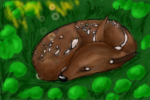 300x200 How To Draw A Sleeping Baby Deer - Baby Deer Drawing