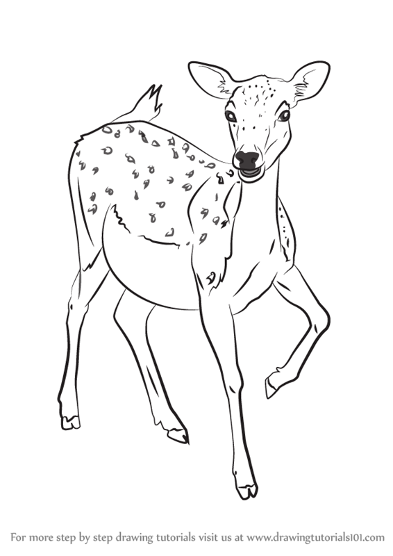 566x800 Learn How To Draw A Baby Deer - Baby Deer Drawing