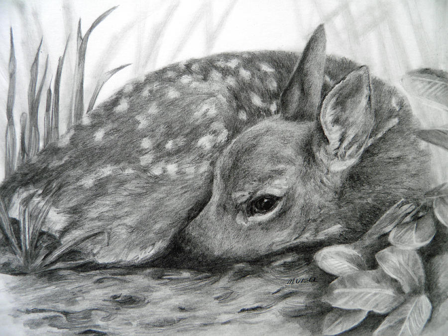 900x675 Shhhhh Drawing - Baby Deer Drawing